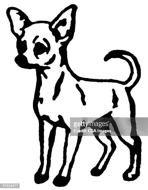 dog - chihuahua stock illustrations