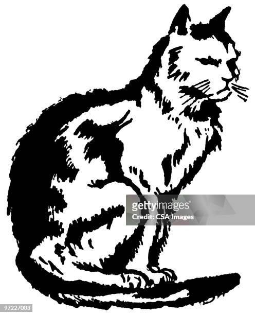 cat - cat sitting stock illustrations