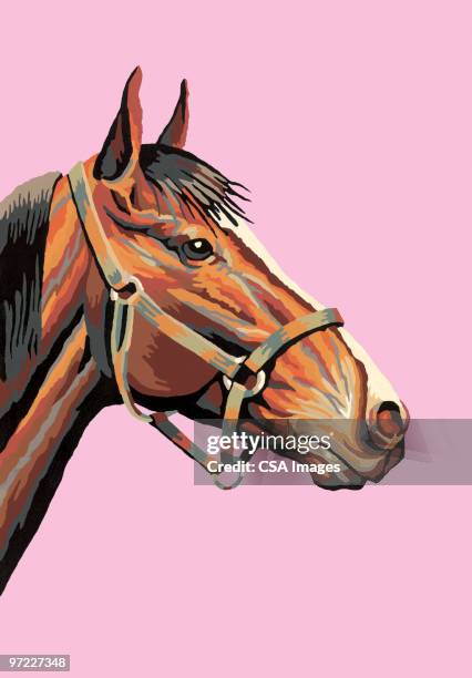 horse - horse studio stock illustrations