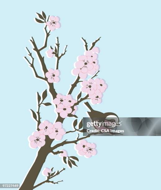 ilustraciones, imágenes clip art, dibujos animados e iconos de stock de bird on a branch - cherry tree