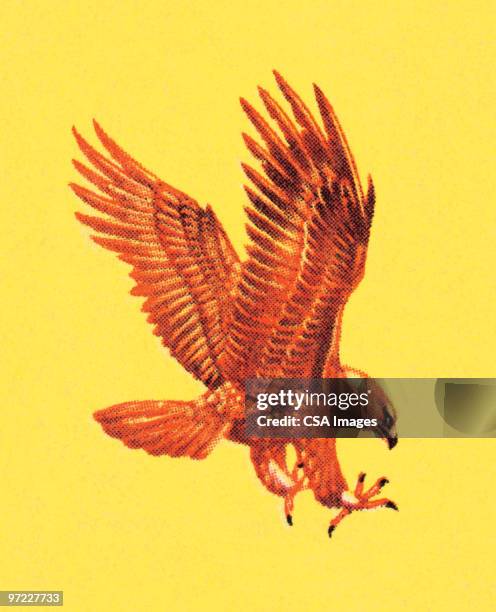 falcon - hawk bird stock illustrations