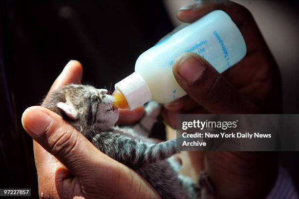 An Animal Care and Control worker bottle-feeds a kitten that was brought over in hopes of luring an 11-month-old black cat out from behind the wall...