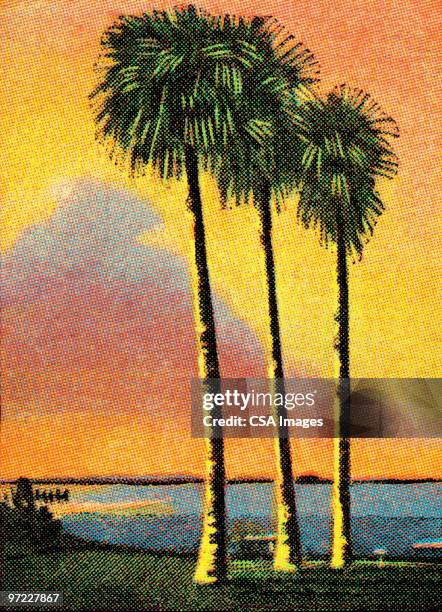 palm trees - tree trunk stock illustrations