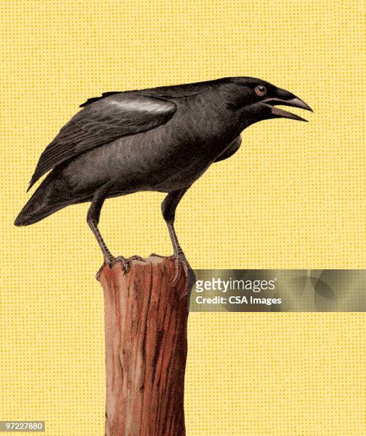 ilustrações de stock, clip art, desenhos animados e ícones de corvos no pós - corvo pássaro