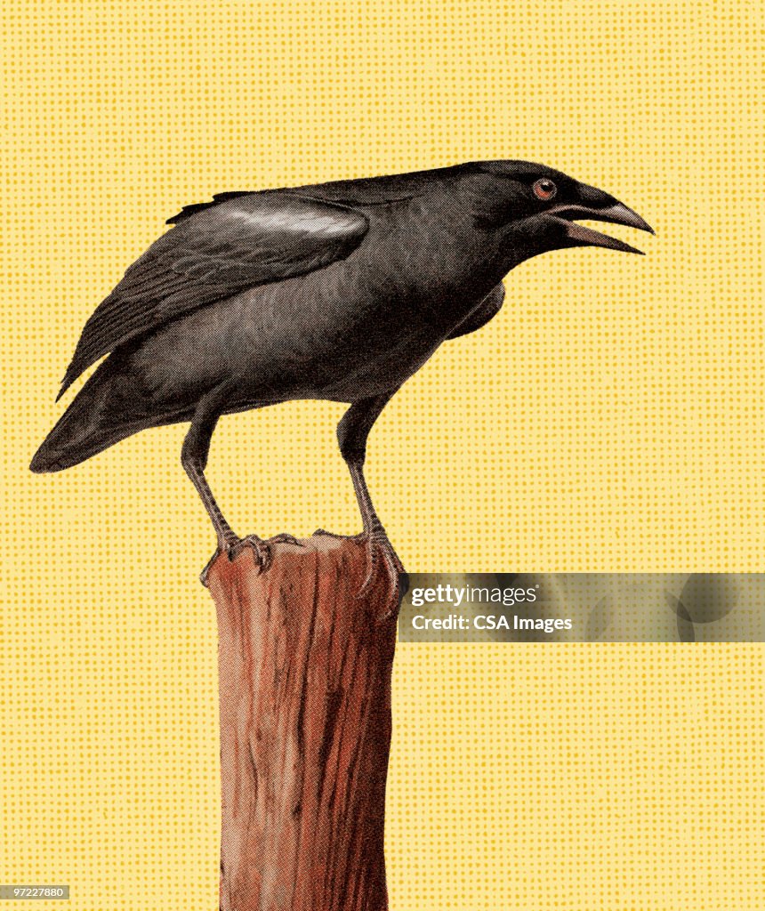 Crow on a Post