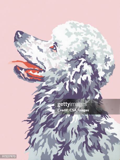 poodle - poodle stock illustrations