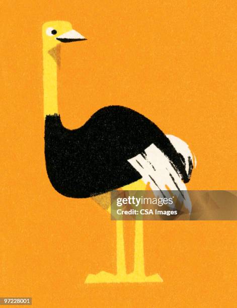 ostrich - zoo stock-grafiken, -clipart, -cartoons und -symbole
