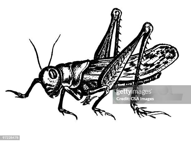 bildbanksillustrationer, clip art samt tecknat material och ikoner med insect - syrsa insekt