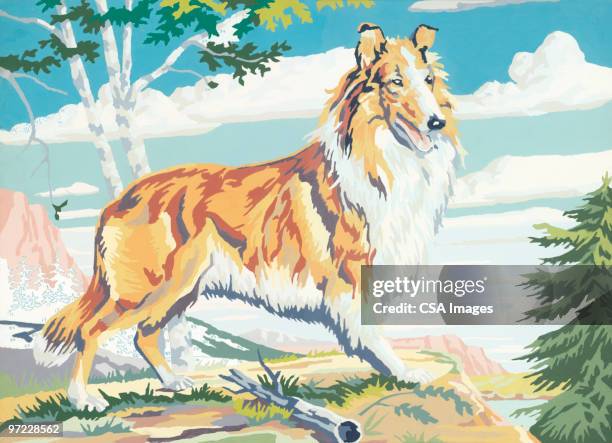 collie - collie stock illustrations