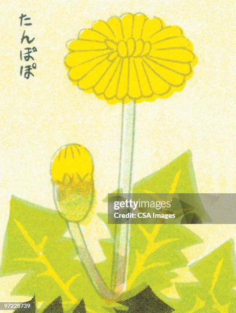 flowers - dandelion stock illustrations