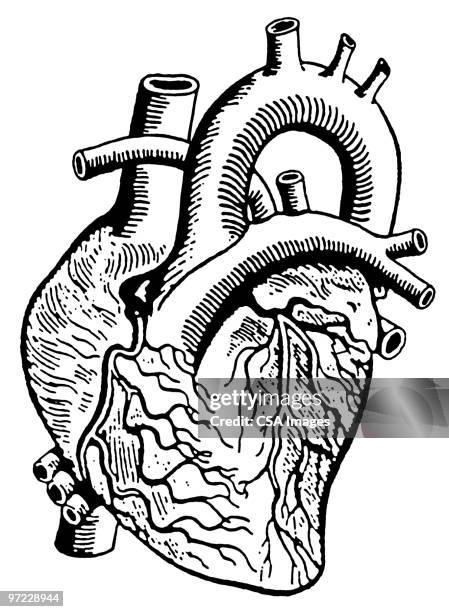 heart - inneres organ stock-grafiken, -clipart, -cartoons und -symbole