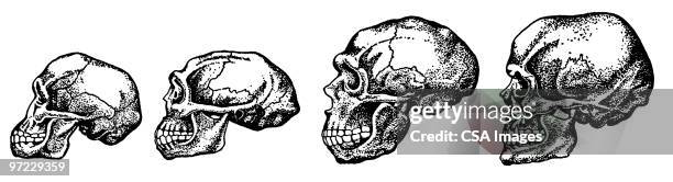 stockillustraties, clipart, cartoons en iconen met skull growth - human skull