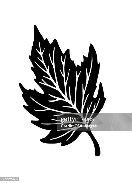 leaf - single fall leaf stock illustrations