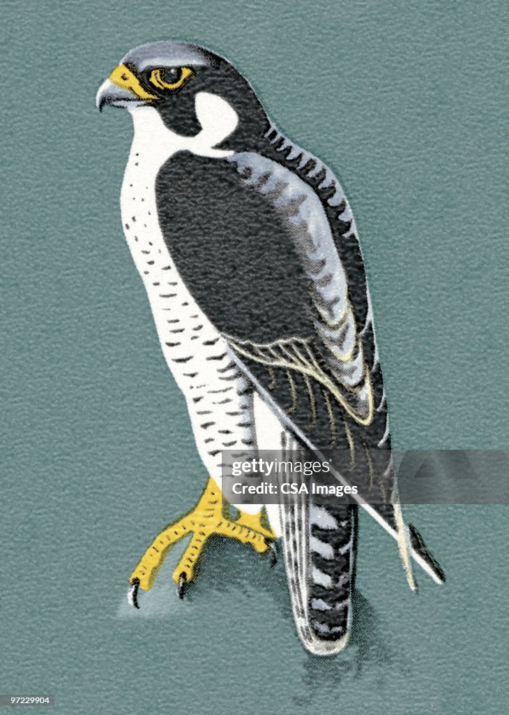 Bird