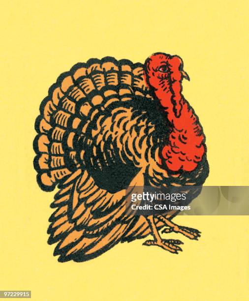 stockillustraties, clipart, cartoons en iconen met turkey - kalkoen