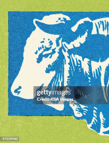 Steer Steer
