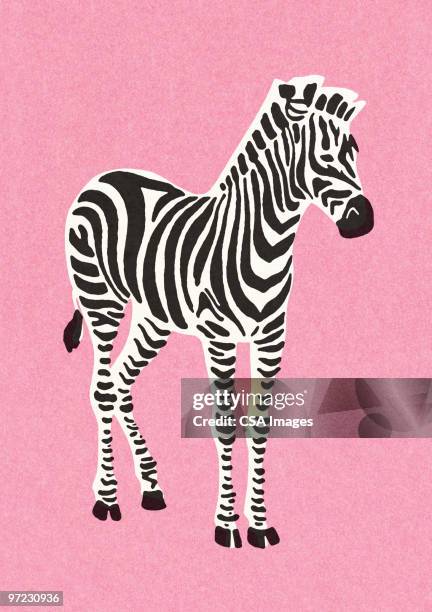 ilustraciones, imágenes clip art, dibujos animados e iconos de stock de zebra - cebra