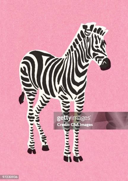 zebra - zoo stock illustrations