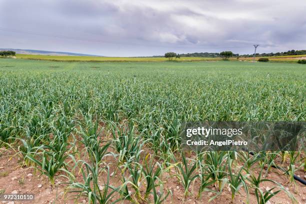 onions field - miguelangelortega stock pictures, royalty-free photos & images