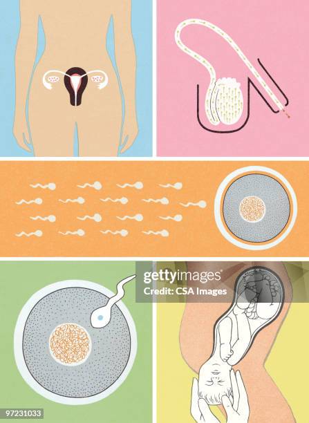 female reproductive system - human sperm and ovum stock illustrations