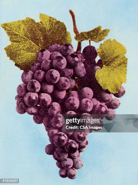 grapes - grape stock illustrations