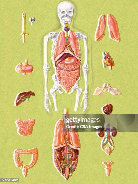 human anatomy - bone cross section stock illustrations