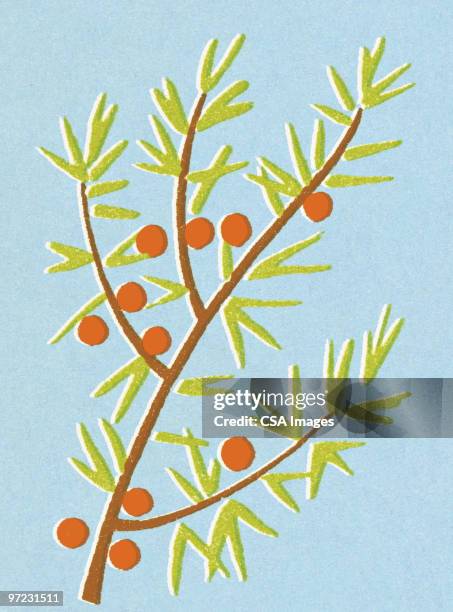 berry bush - pine needles stock illustrations