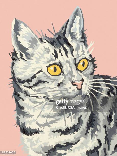 cat - domestic cat stock illustrations