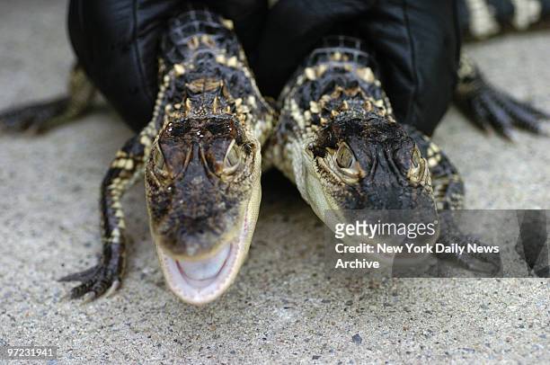 Animal control officers picked up these two young alligators from a home in Corona, Queens. A man there said he found the animals, and he and his...