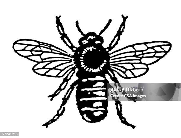 bee - wasp stock illustrations