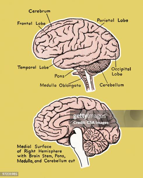 human anatomy - temporal artery stock illustrations