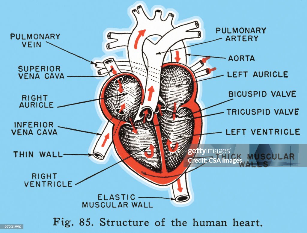 Lungs
