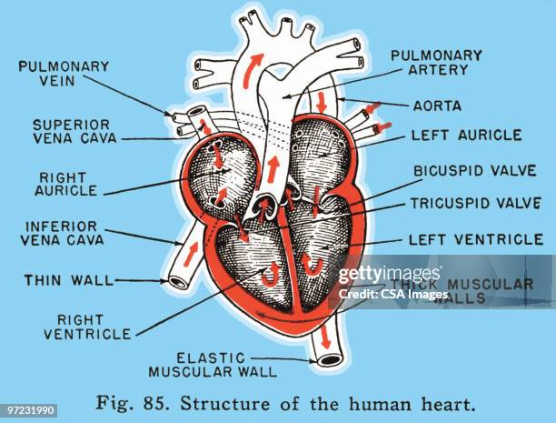 stockillustraties, clipart, cartoons en iconen met lungs - aderklep