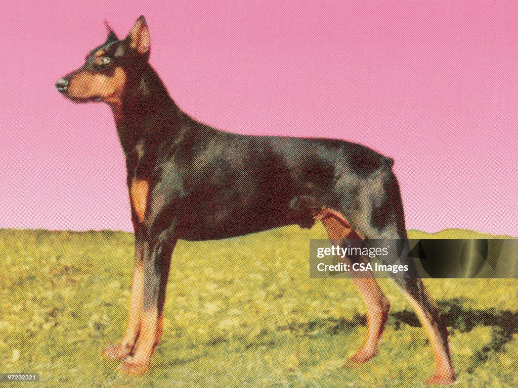 Doberman