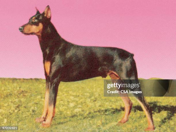 137点のドーベルマンイラスト素材 Getty Images 137点のドーベルマンイラスト素材 Getty Images