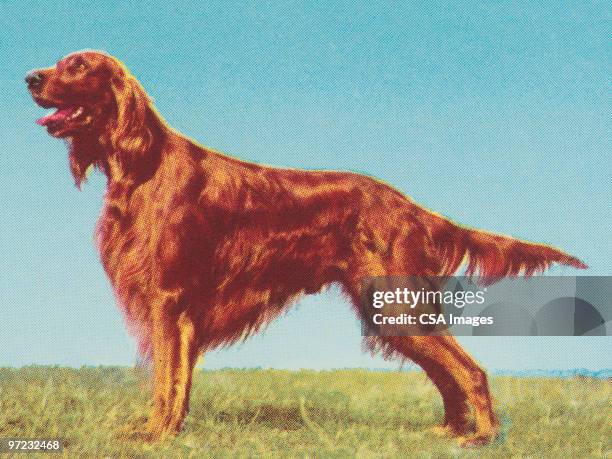 irish setter - pointer stock-grafiken, -clipart, -cartoons und -symbole