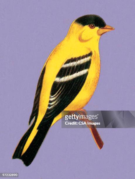 illustrazioni stock, clip art, cartoni animati e icone di tendenza di bird - canarino delle isole canarie