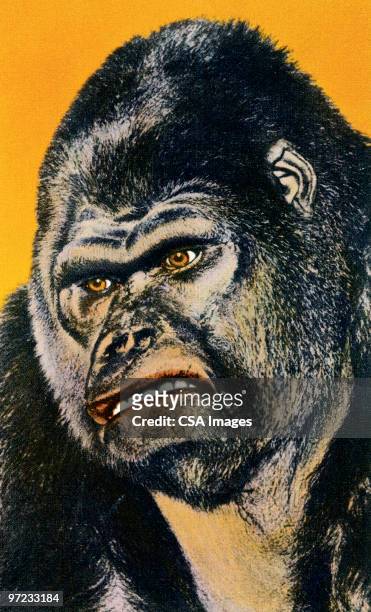 gorilla - verärgert stock-grafiken, -clipart, -cartoons und -symbole