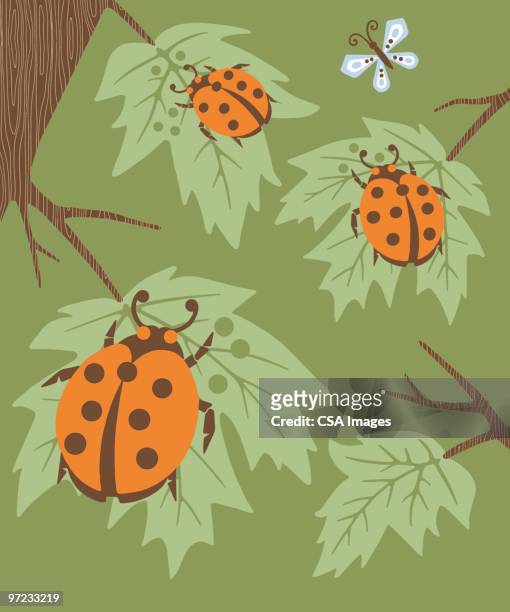 ladybugs - ladybird stock illustrations