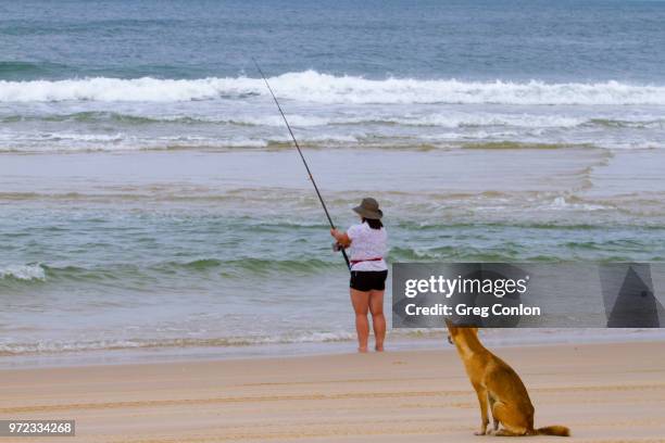 woman fishing with dingo dog waiting - dingo imagens e fotografias de stock