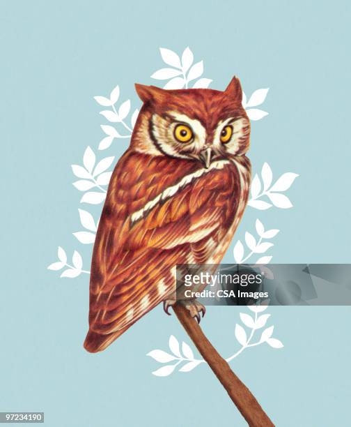 owl - raptors stock illustrations