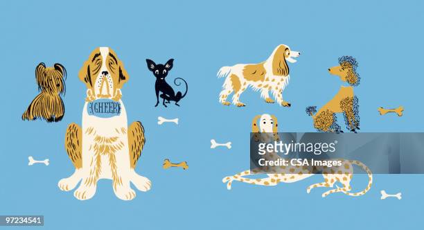 ilustrações, clipart, desenhos animados e ícones de dogs and bones - chihuahua raça pura