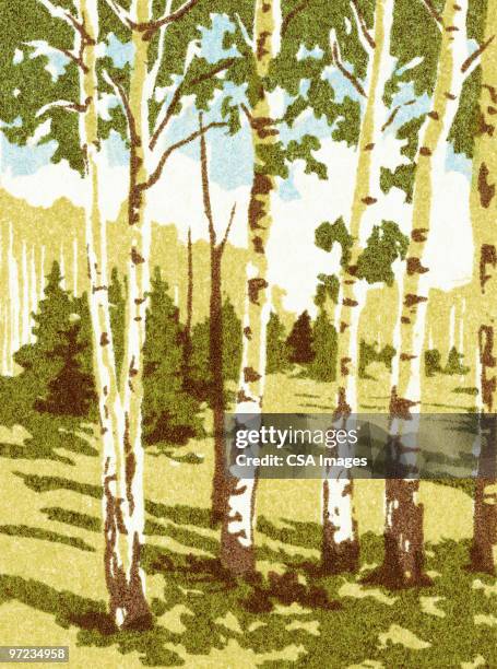 birch trees - tree trunk stock illustrations