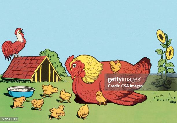 hen rooster and chicks - hen and chicks stock-grafiken, -clipart, -cartoons und -symbole