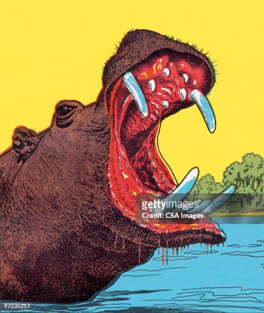 ilustrações de stock, clip art, desenhos animados e ícones de hippopotamus - hippopotamus