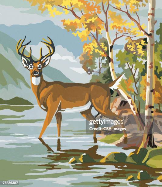 deer - hirsch stock-grafiken, -clipart, -cartoons und -symbole