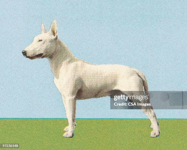 bull terrier - terrier stock-grafiken, -clipart, -cartoons und -symbole