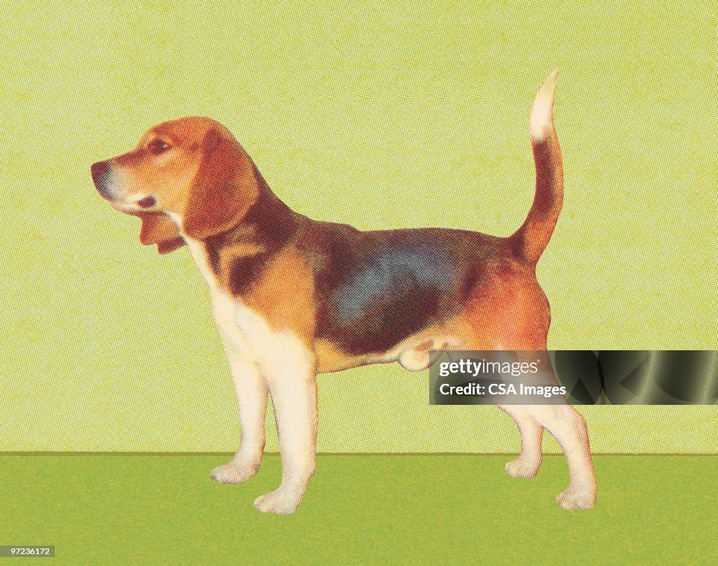 Beagle