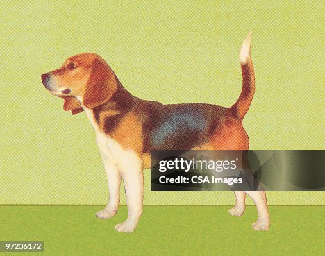 Beagle Beagle