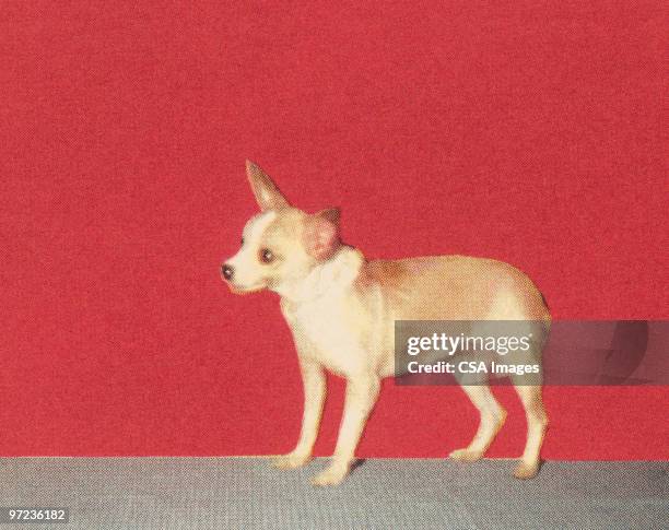 chihuahua - chihuahua stock illustrations